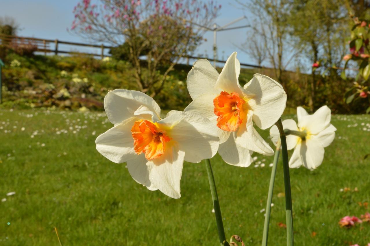 Bryn Hebog Bed & Breakfast Carmarthen Eksteriør bilde